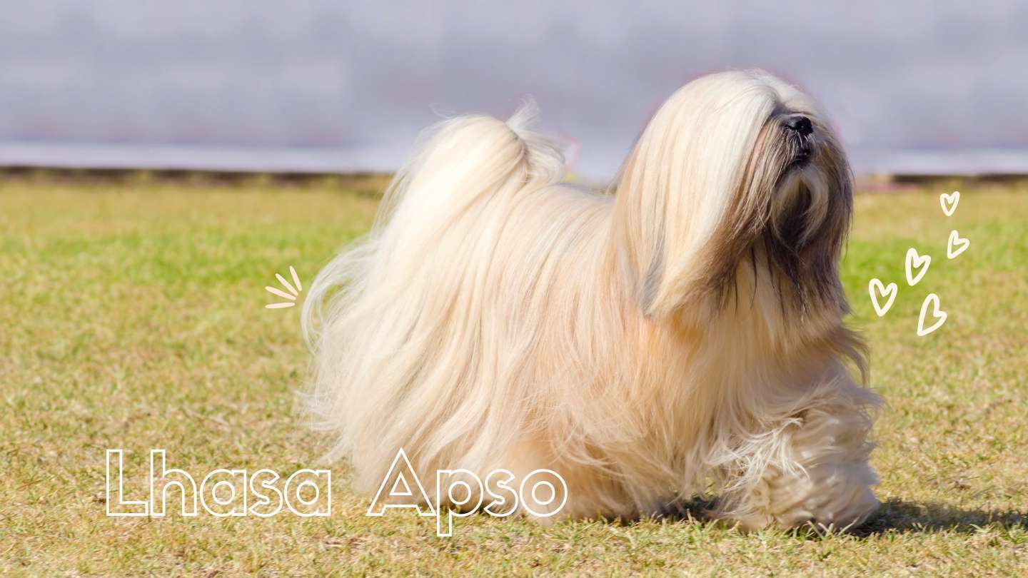 Lhasa Apso Caracter Sticas Cuidados Y Problemas De Salud